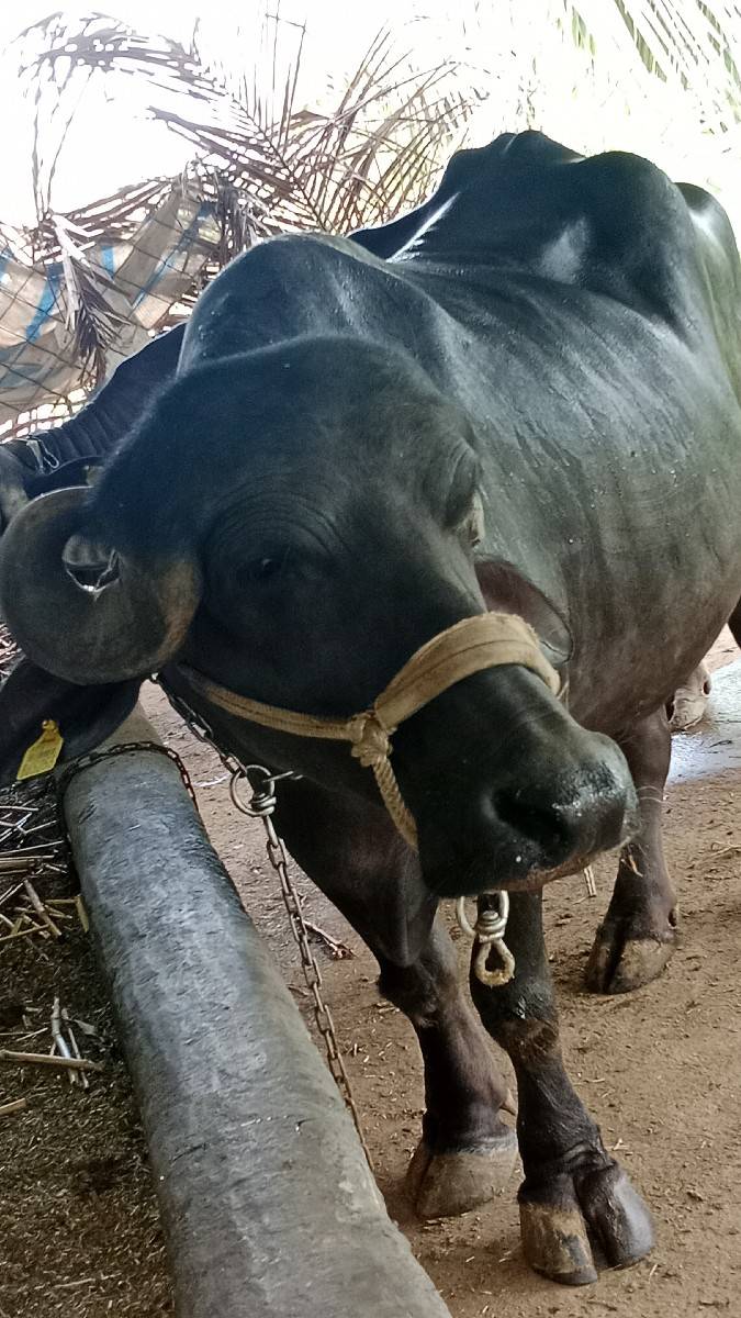 આ ભેંસ વેચવાની છે