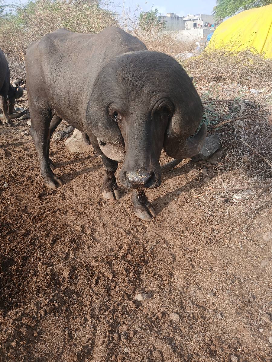 પાડો
