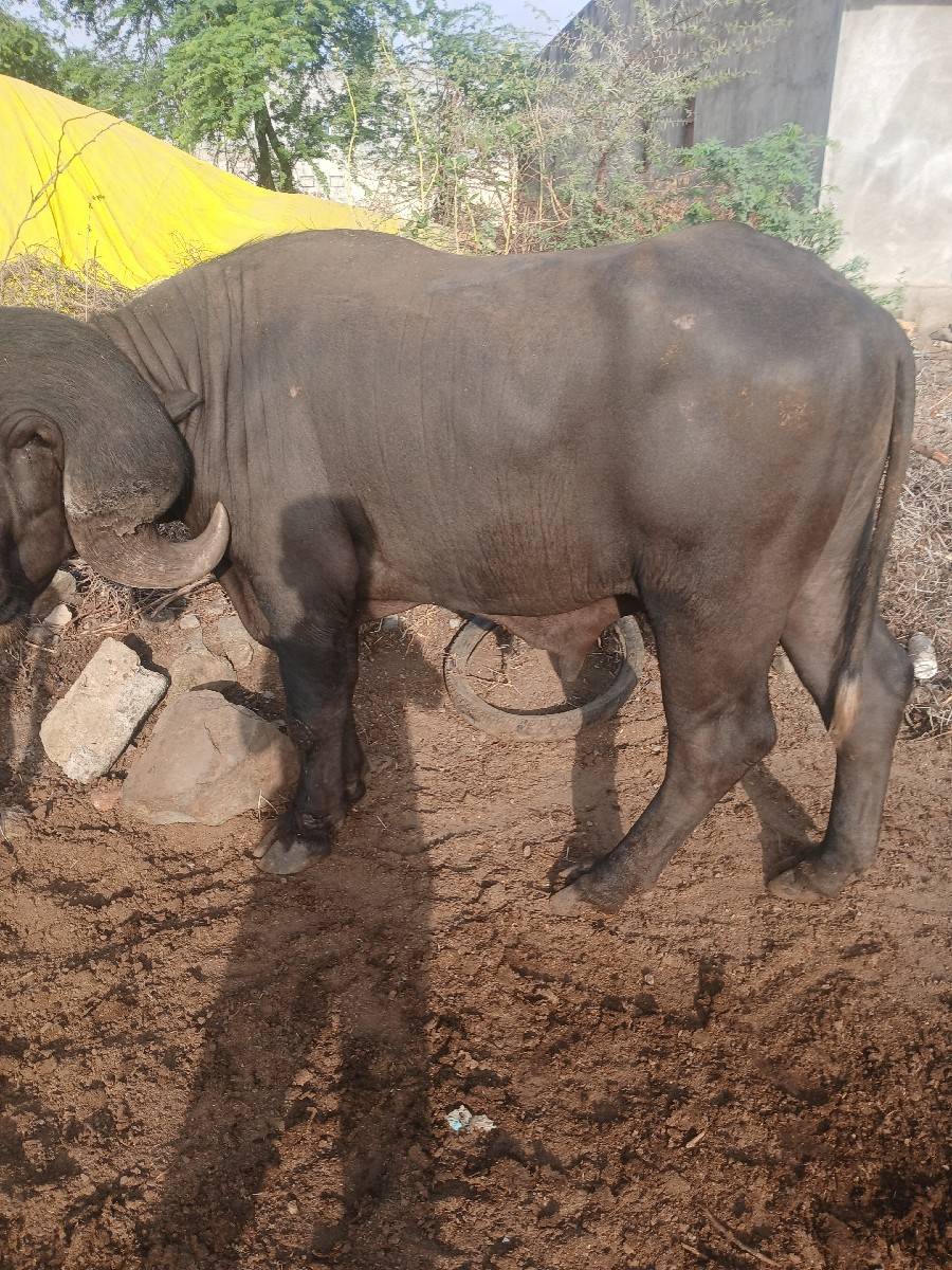 પાડો