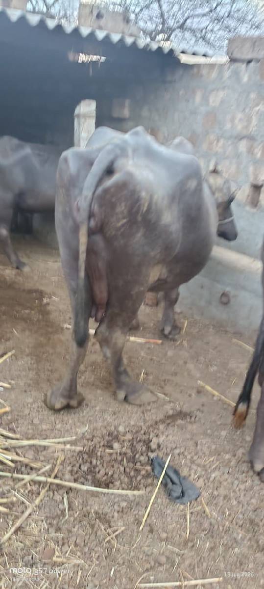 ભેશ વેશવાની છે