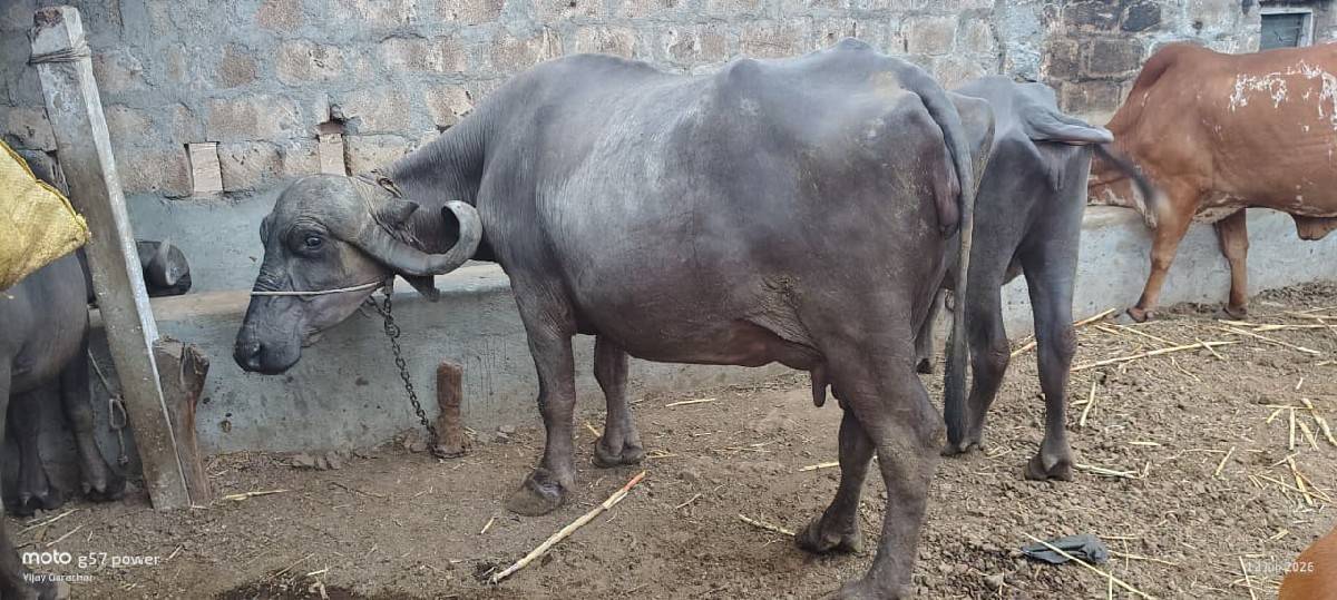 ભેશ વેશવાની છે