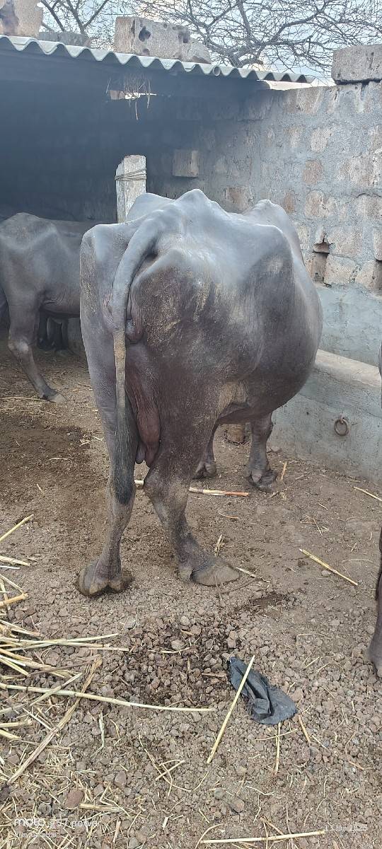 ભેશ વેશવાની છે