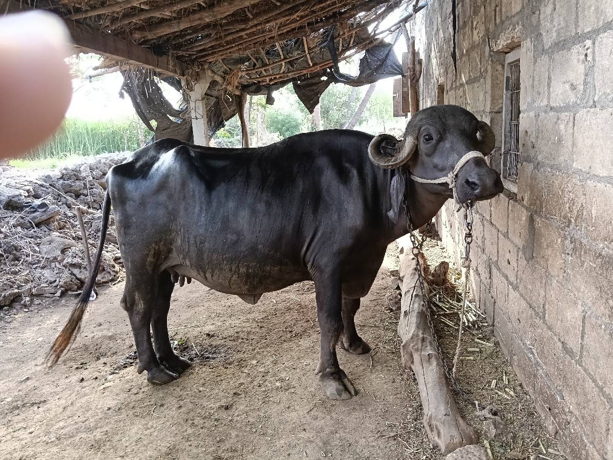 પેલા વેતરનું ખડેલું વેચવાનું છે 9: