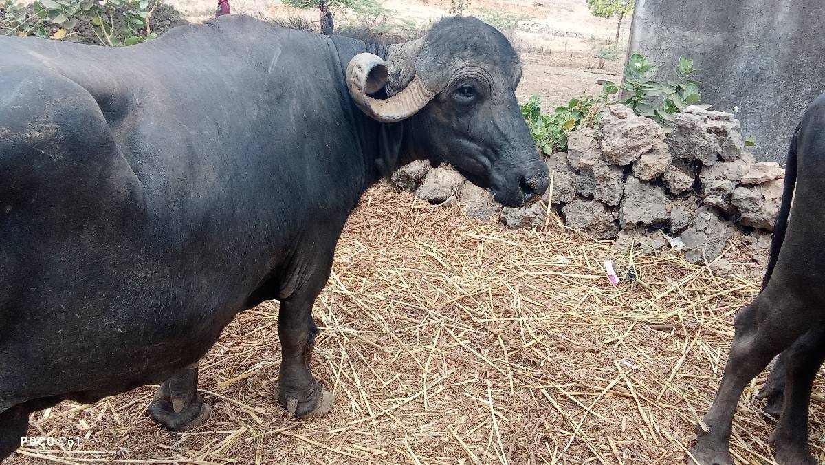 ભેસ વેચવાની છે