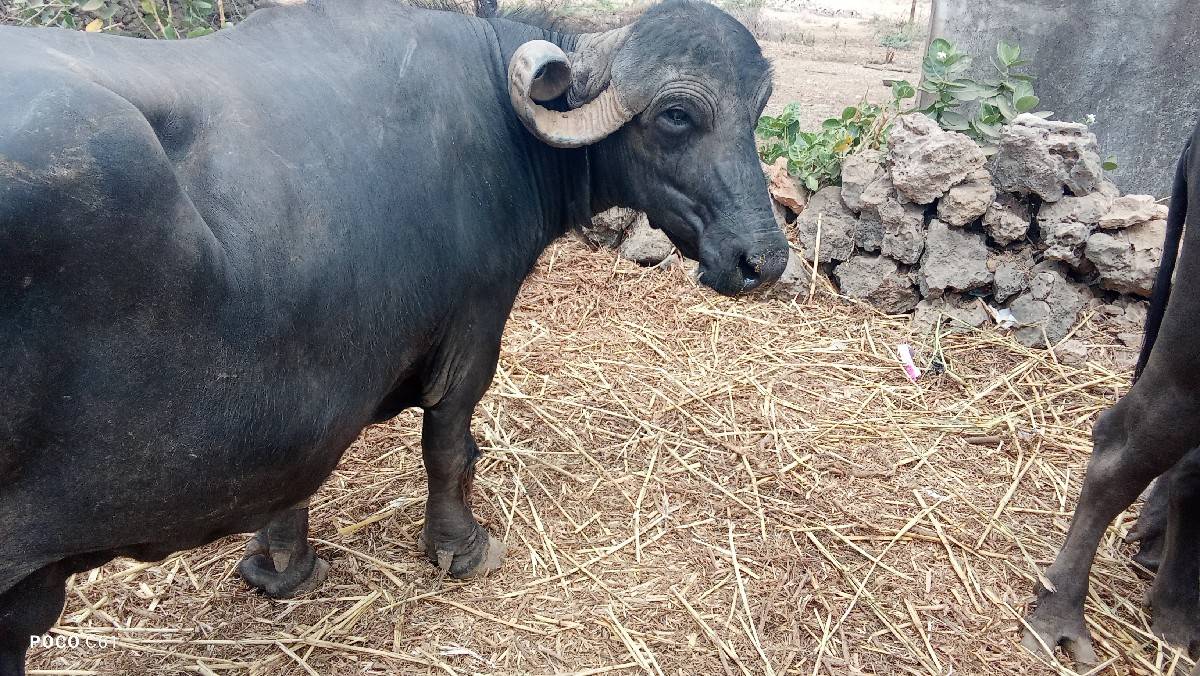 ભેસ વેચવાની છે