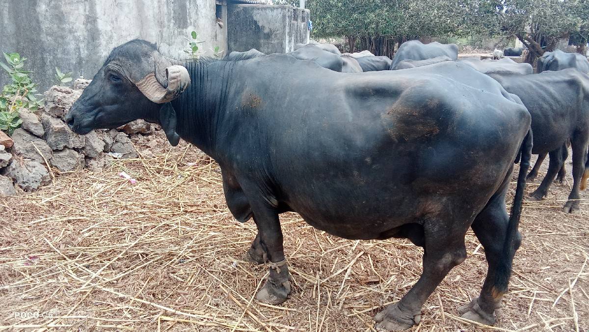 ભેસ વેચવાની છે