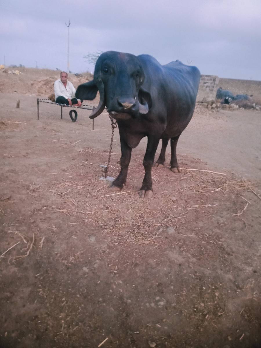 ભેંસ વેચવાની છે