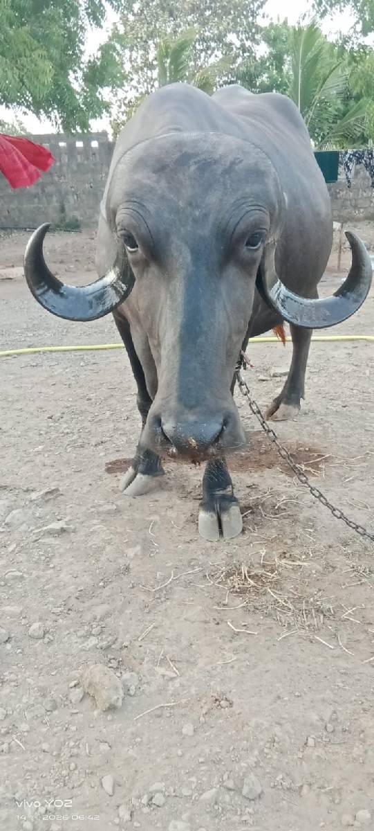 ખડેલી વેચવાની છે