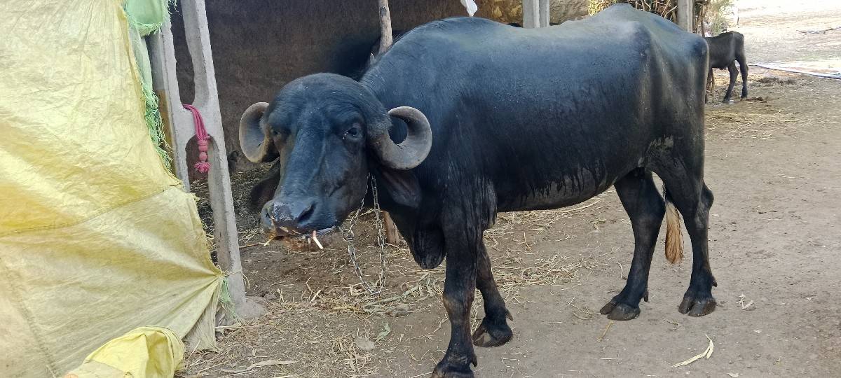 ખળેલી વેચવાની છે