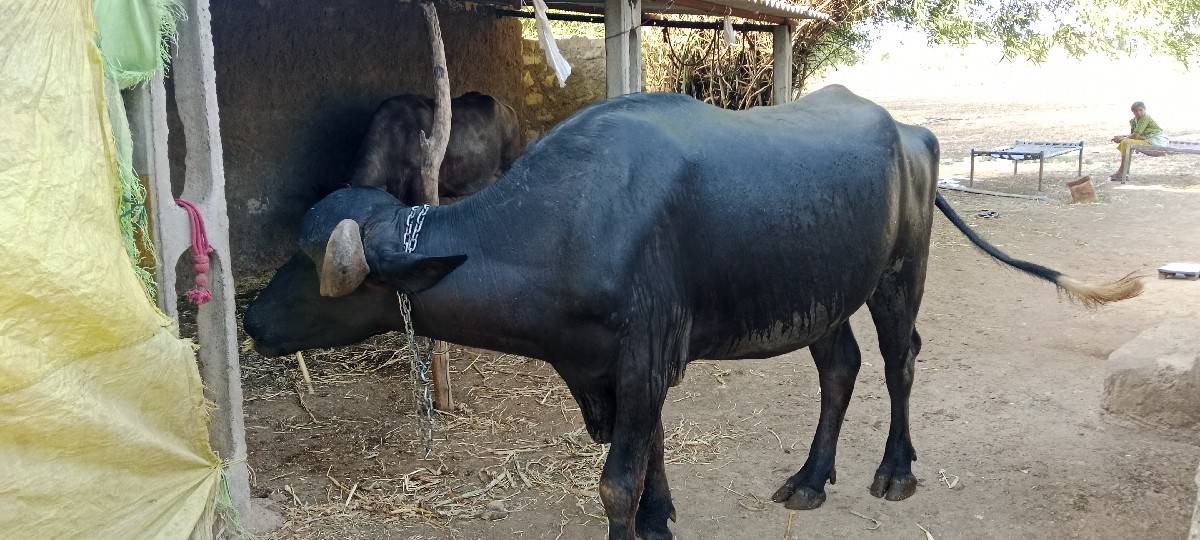 ખળેલી વેચવાની છે