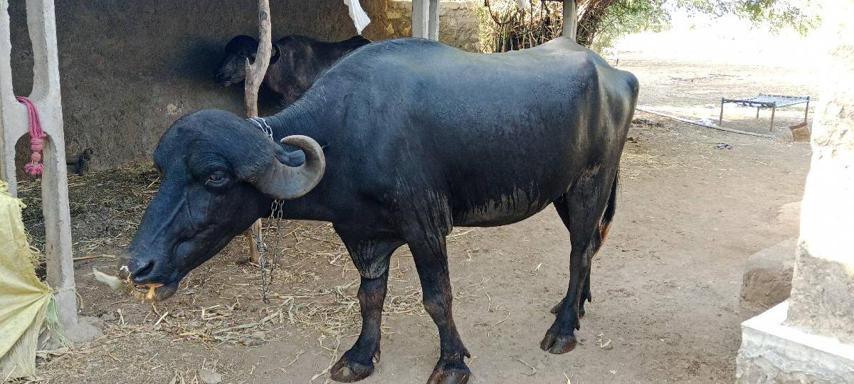 ખળેલી વેચવાની છે