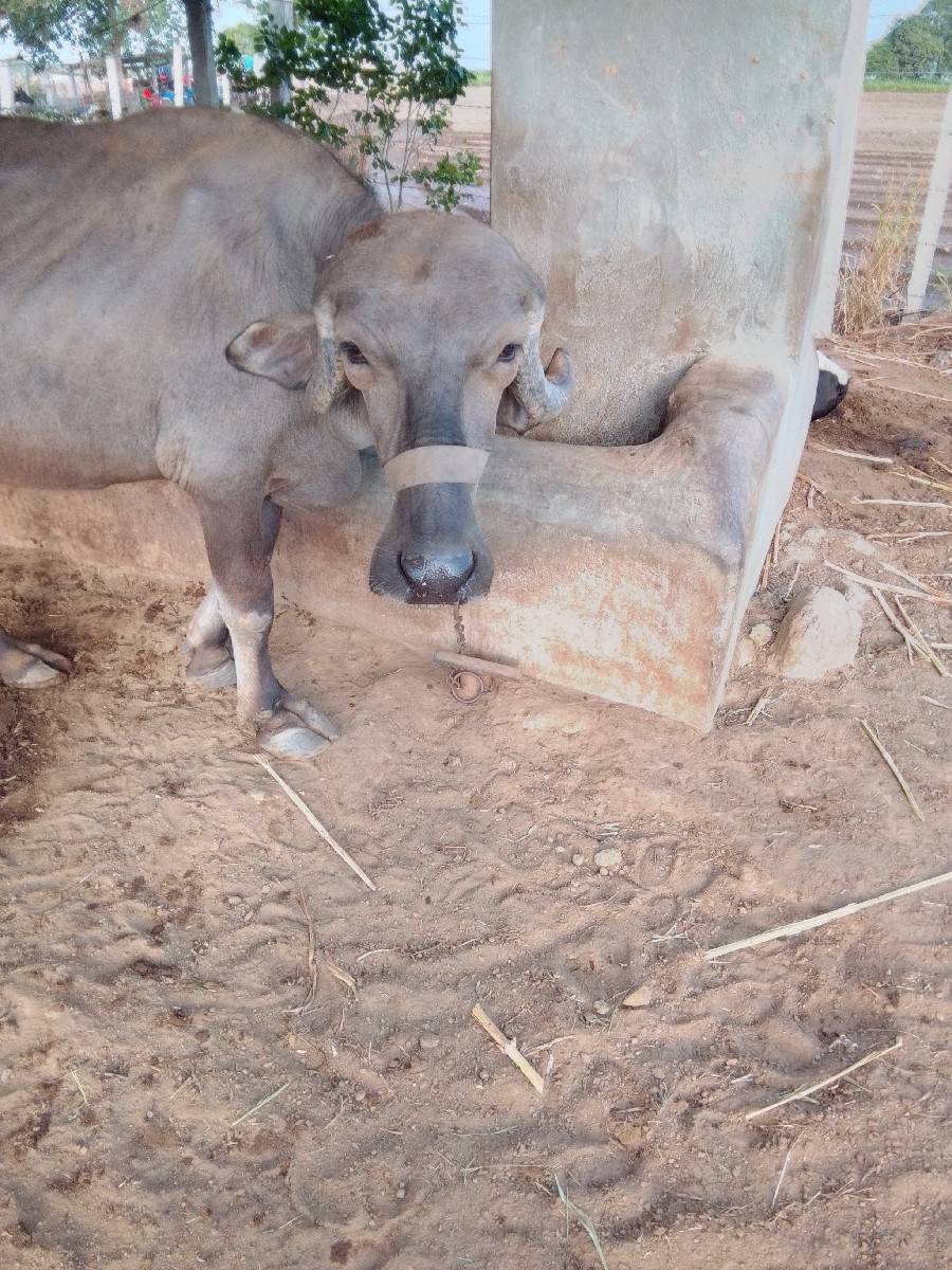 1 ભેંસ.  2 ખડેલા વેચવના છે