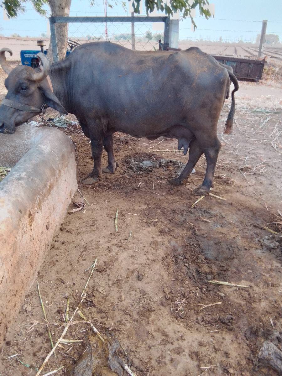 1 ભેંસ.  2 ખડેલા વેચવના છે