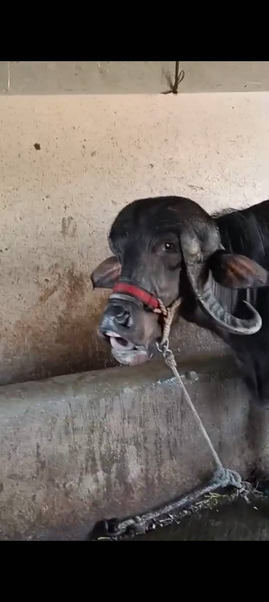બીજું વેતર ખડાય વેચવાની છે