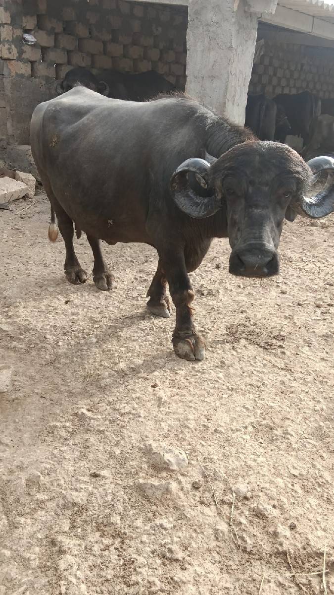 ભેસ‌ વેસવાનીસે