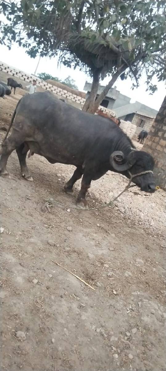 ભેસ‌ વેસવાનીસે