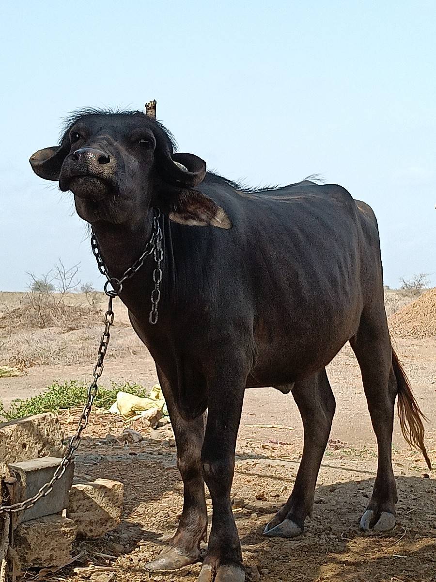 ખડેલિ વેચવાની છે