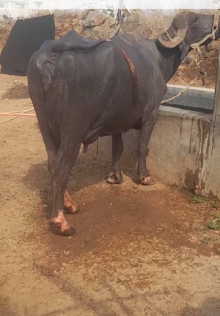 બિજા  વેતર