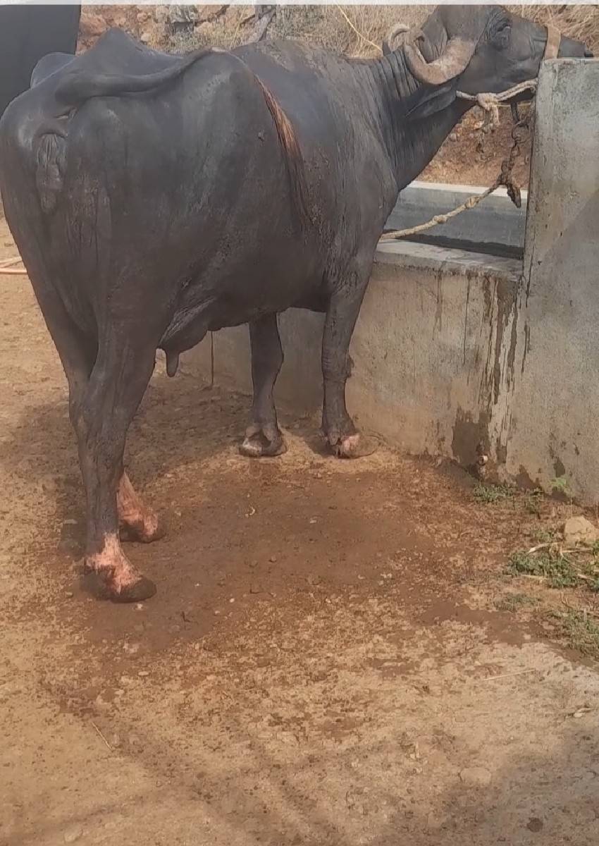 બિજા  વેતર