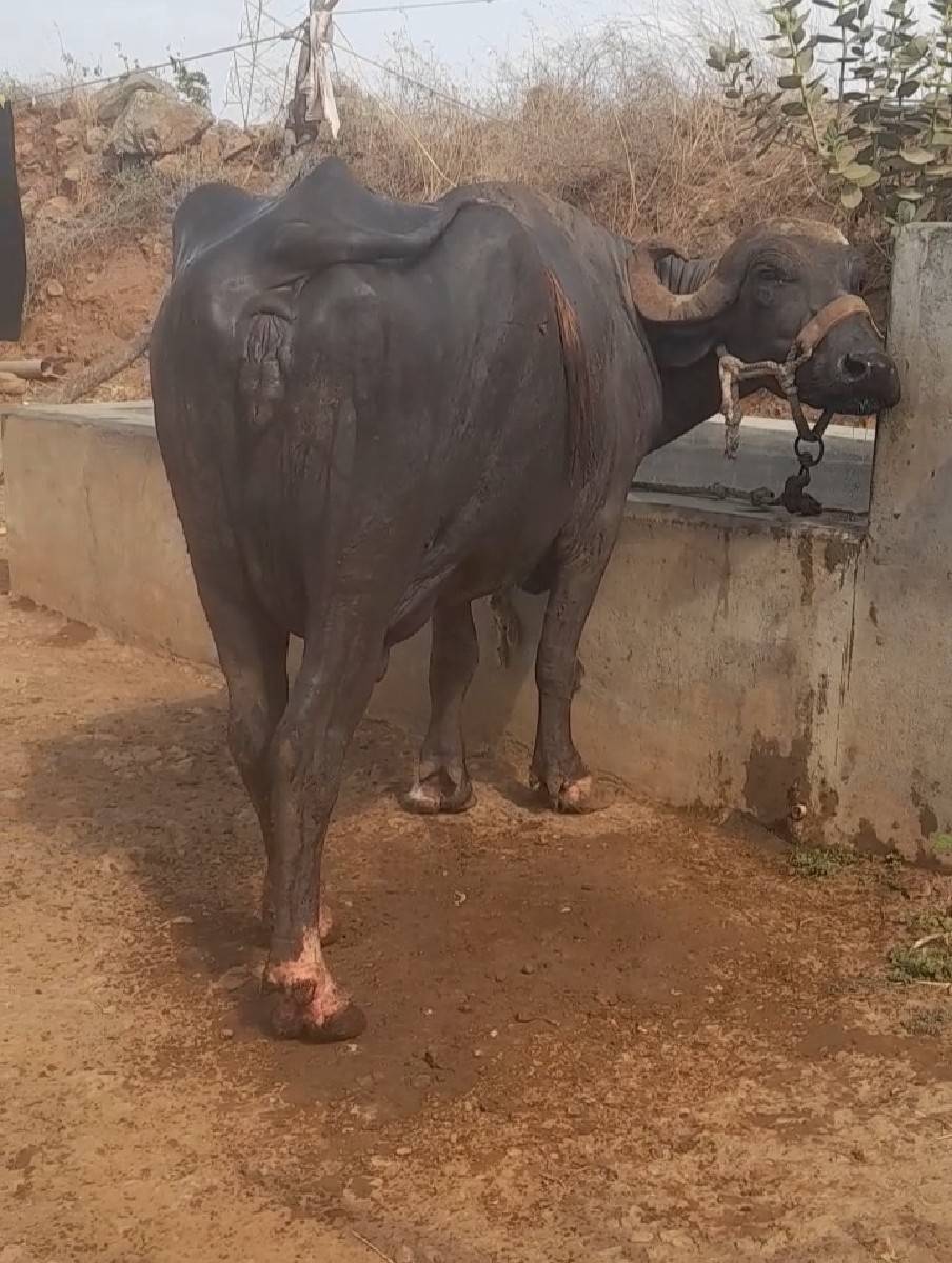 બિજા  વેતર