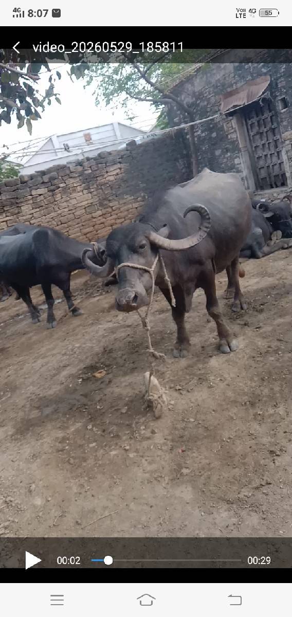 ભેસ વસવા નિ છે