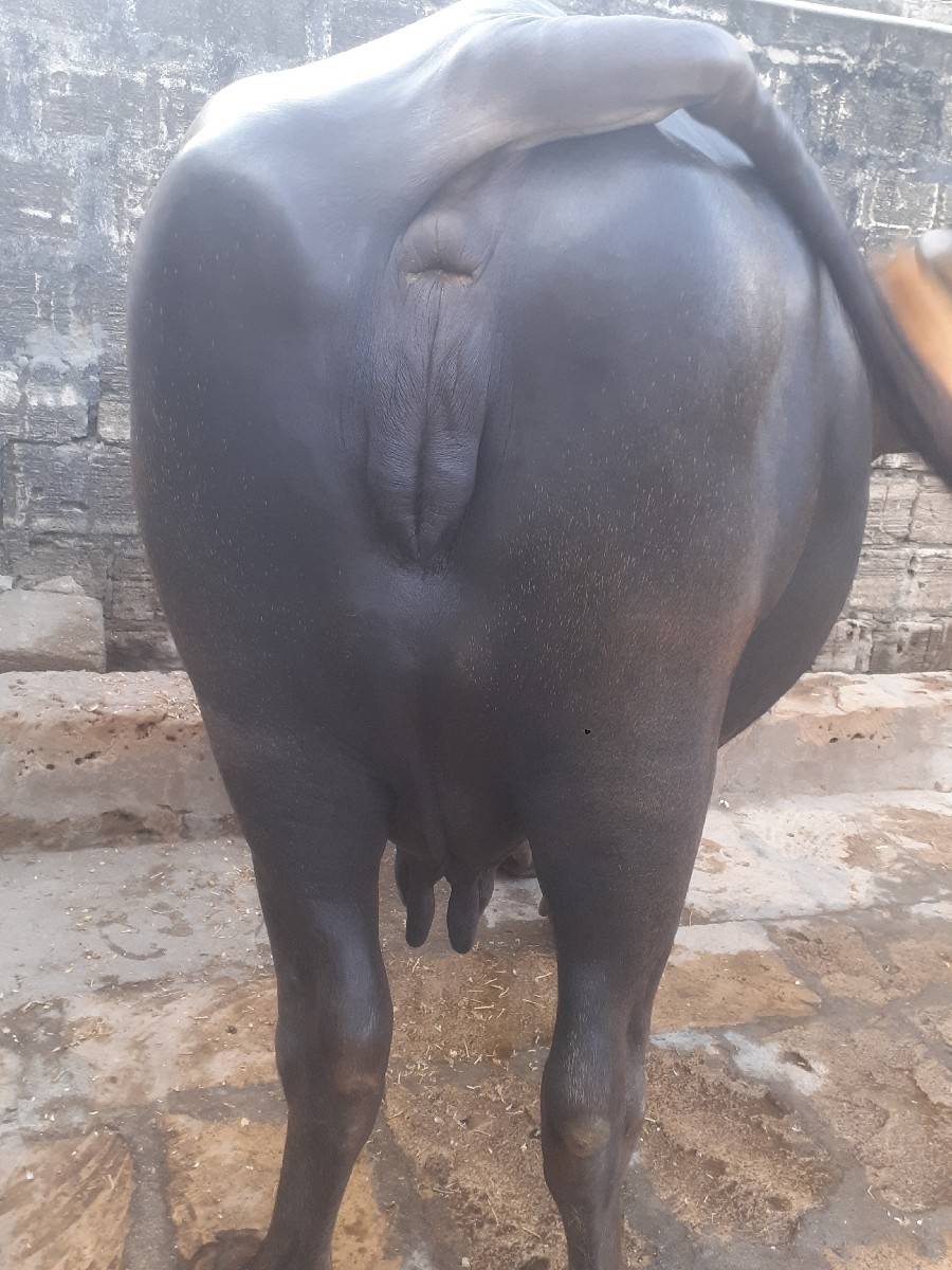 ભેસ વેચવાની છે