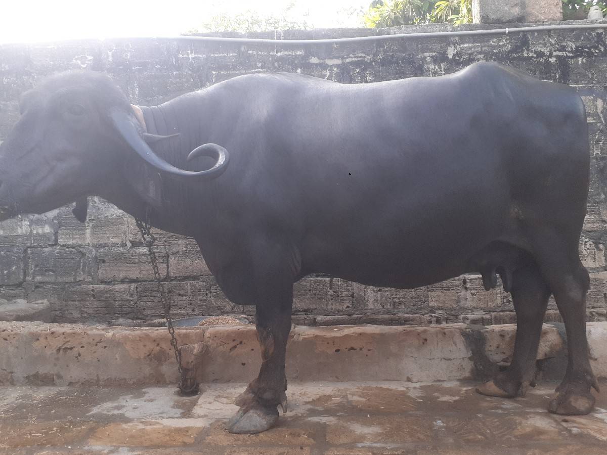 ભેસ વેચવાની છે