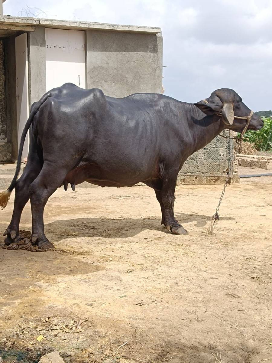 ભેંસ વેસવા ની સે