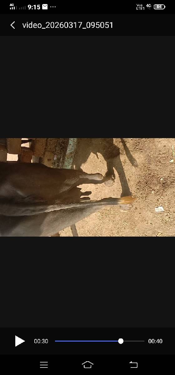 ભેંશ વેચવાનીછે