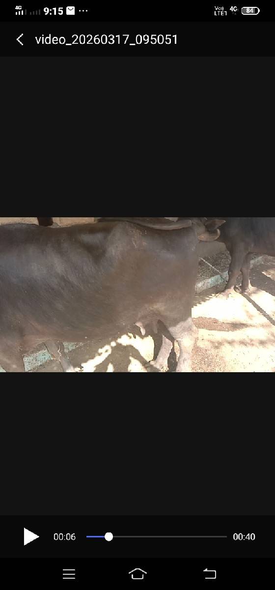 ભેંશ વેચવાનીછે
