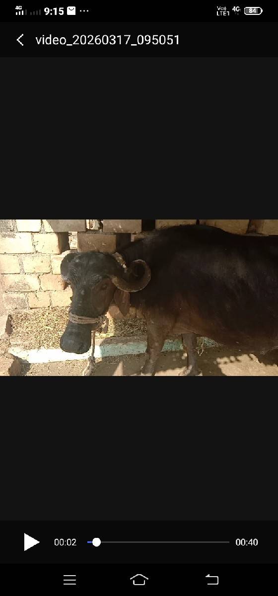 ભેંશ વેચવાનીછે