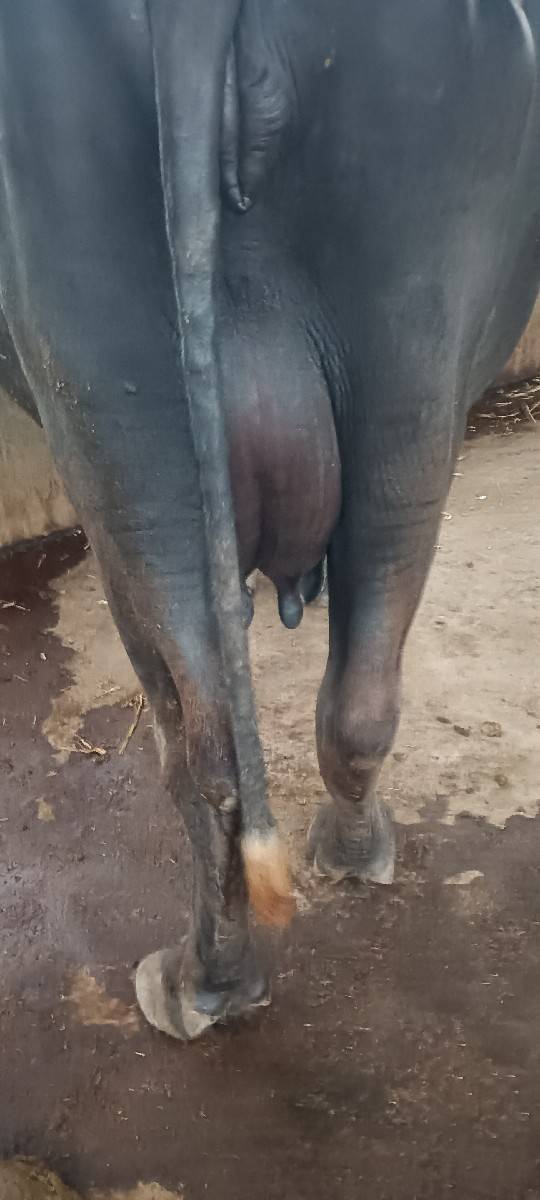 ભેશ