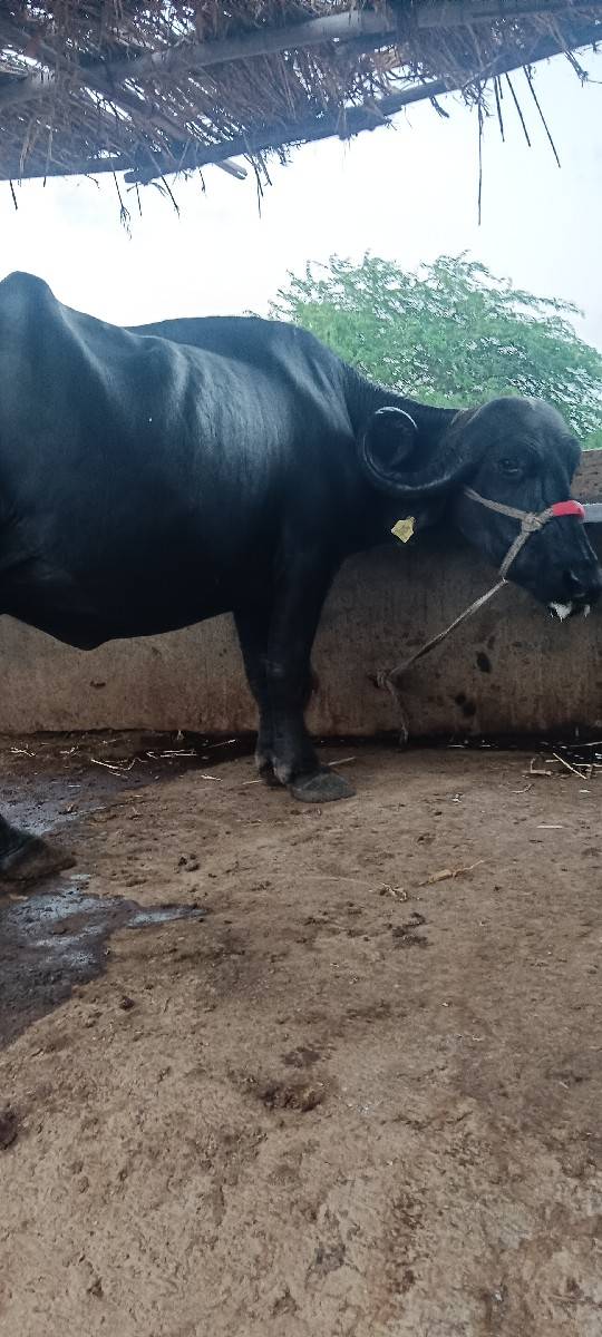 ભેશ