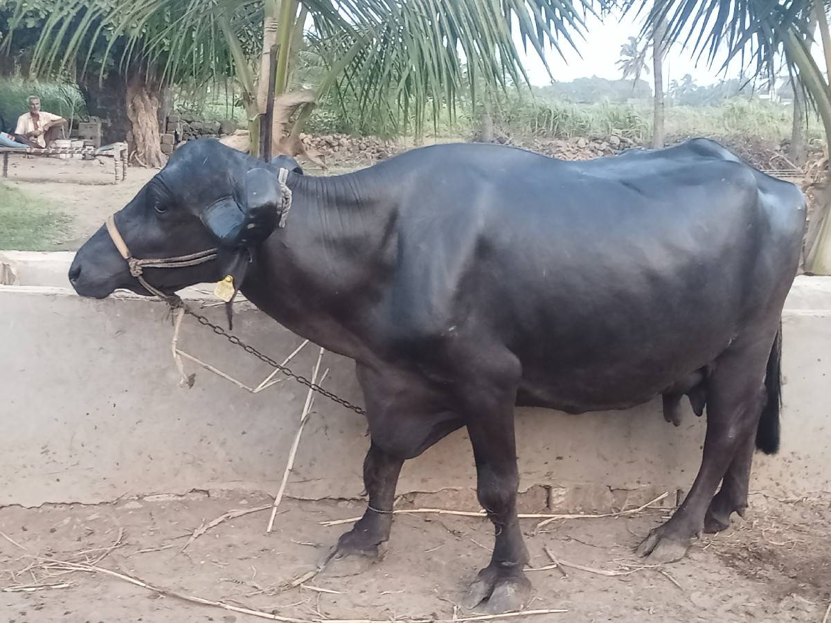 ભેંસ