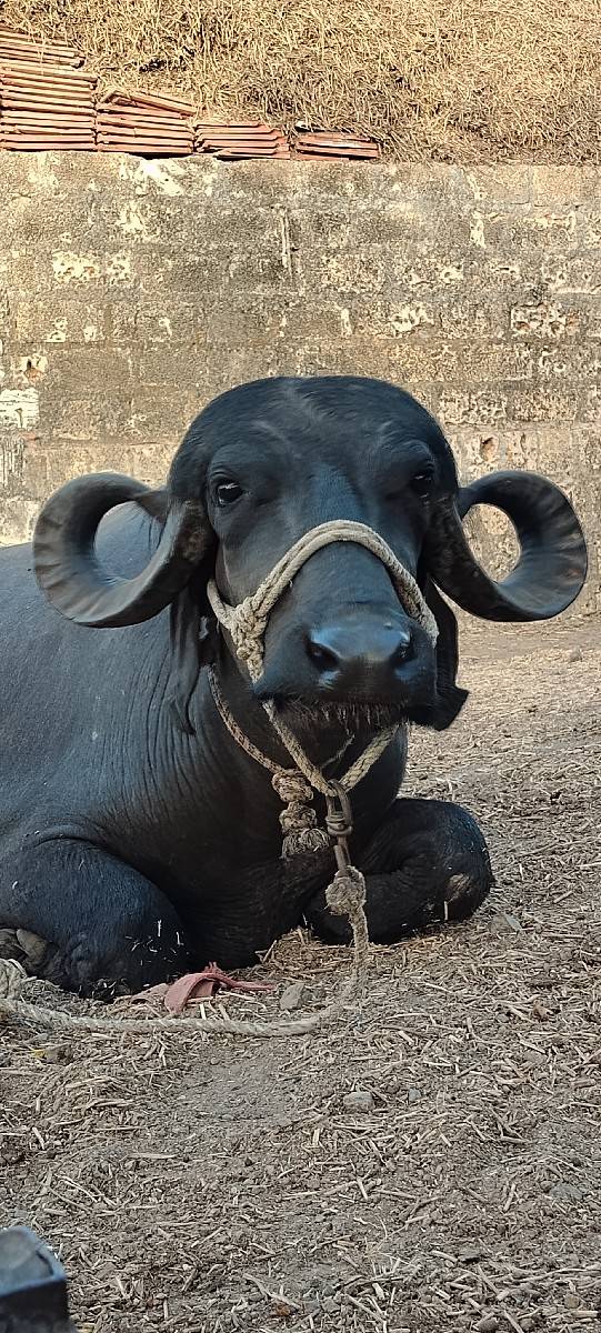 પેલું વેતર છે