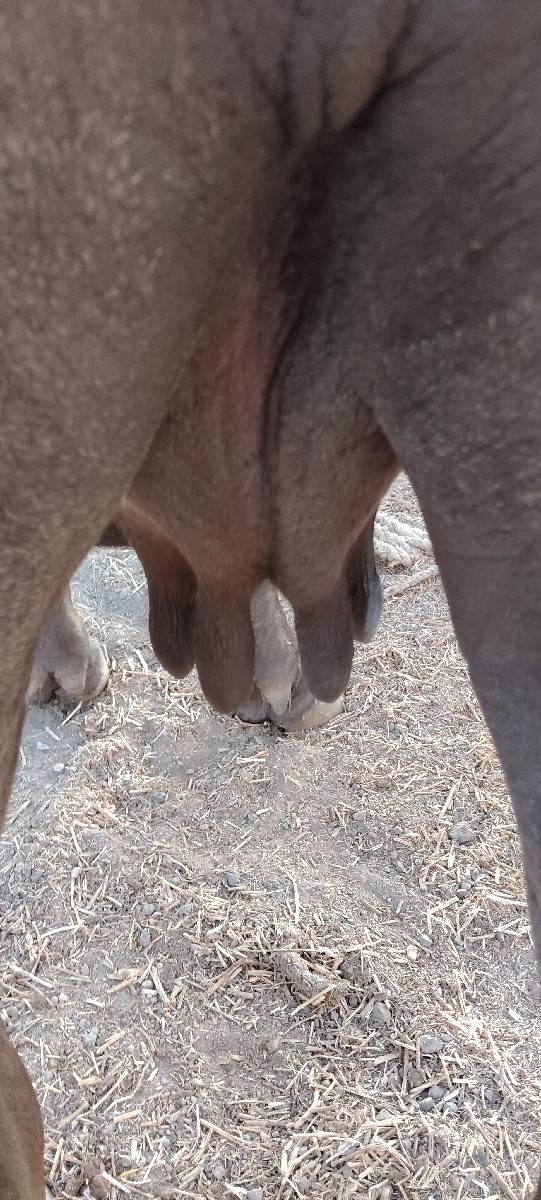 પેલું વેતર છે