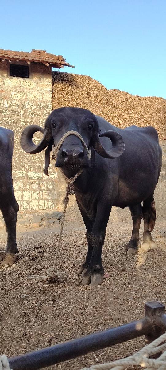 પેલું વેતર છે