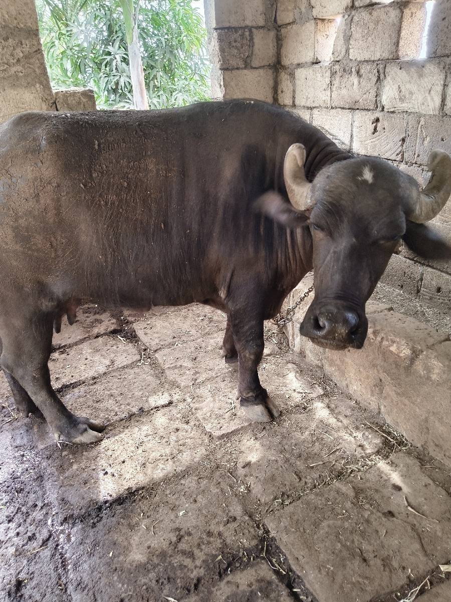 વેચવાની છે