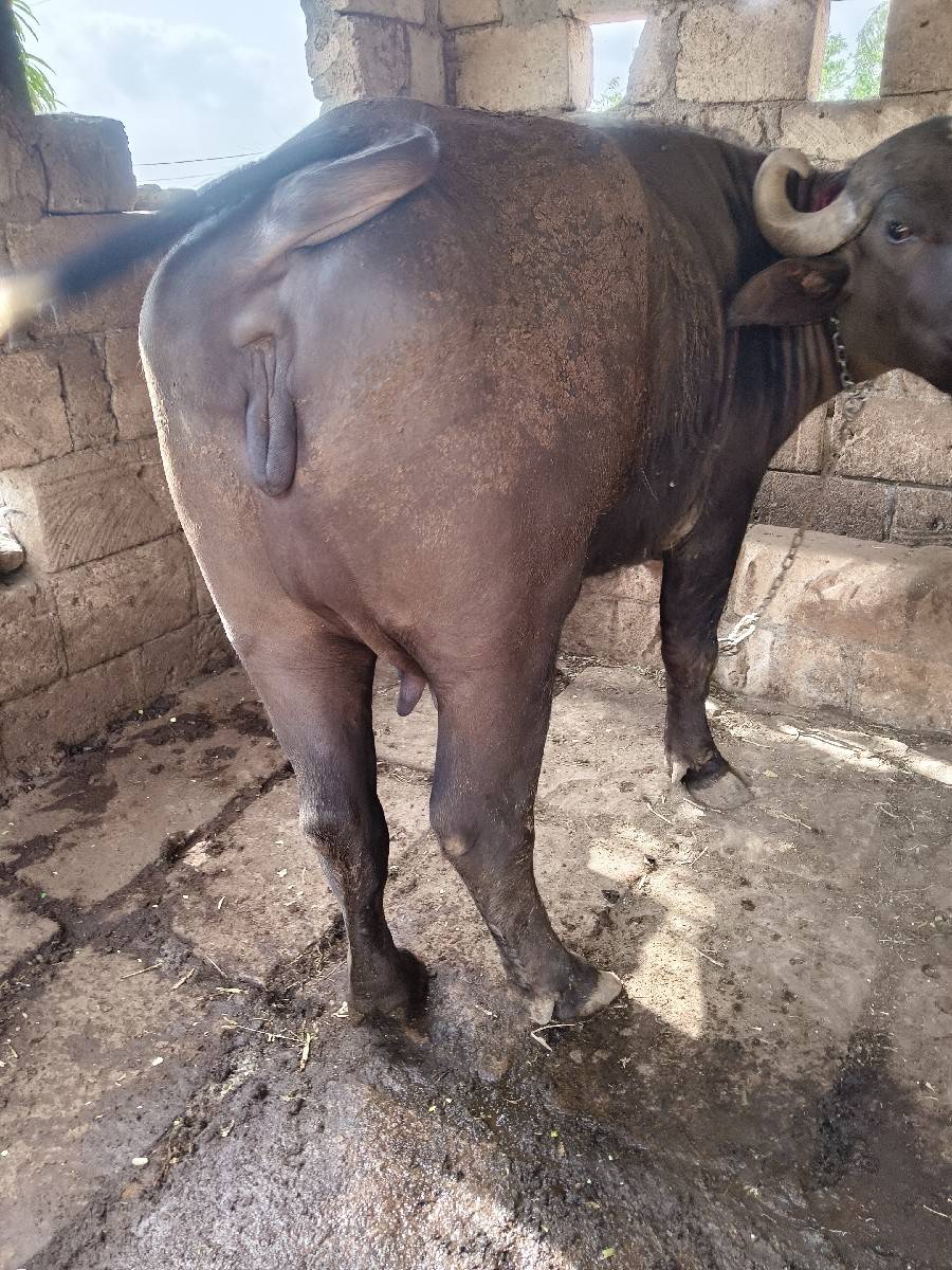 વેચવાની છે