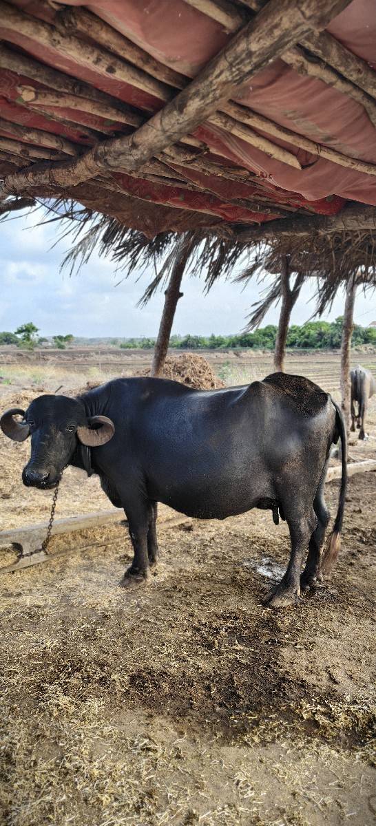 આ ભેંસ વેચવાની સે
