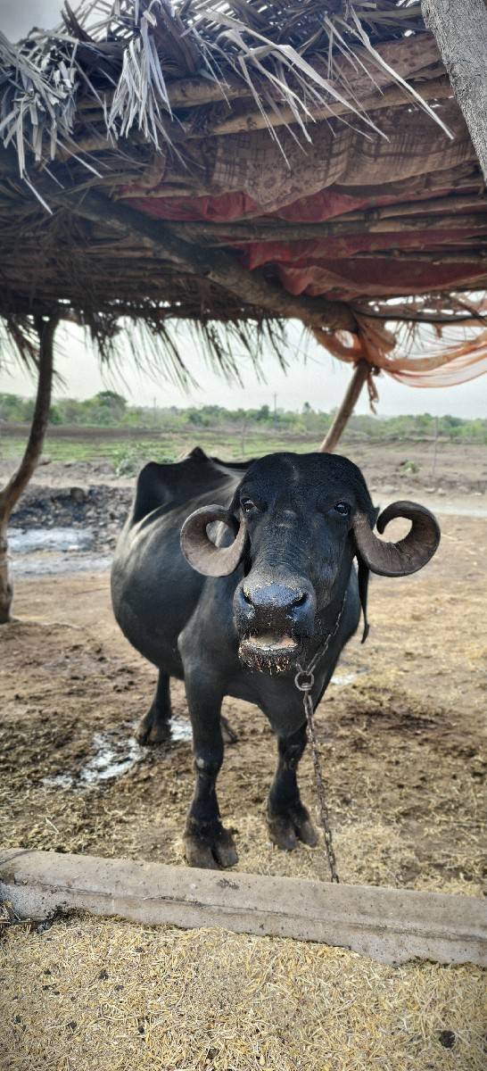 આ ભેંસ વેચવાની સે