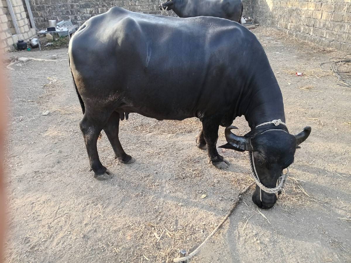 ભેંસ વેચવાની છે