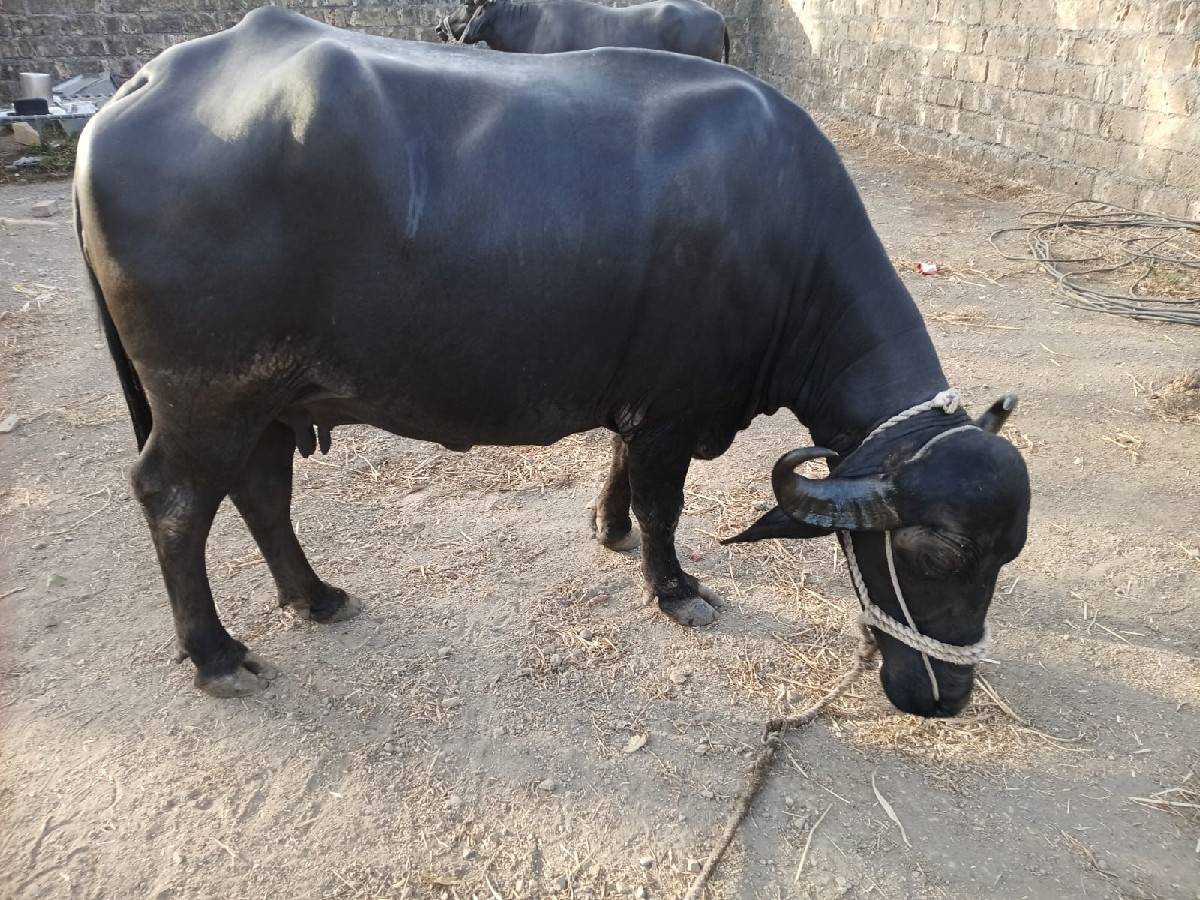 ભેંસ વેચવાની છે