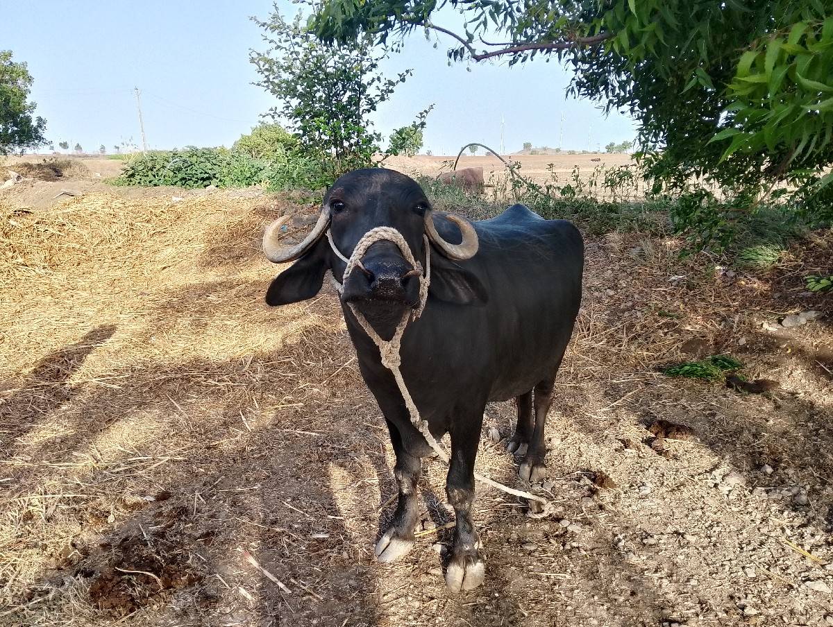 ભેંસ વેચવાની છે