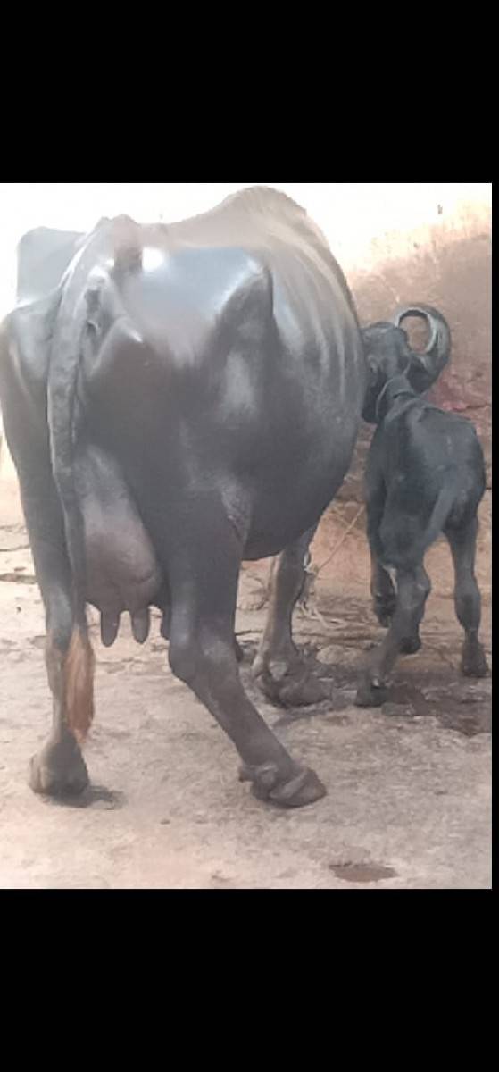 ભેંસ વેચવાનું છે 2 છે
