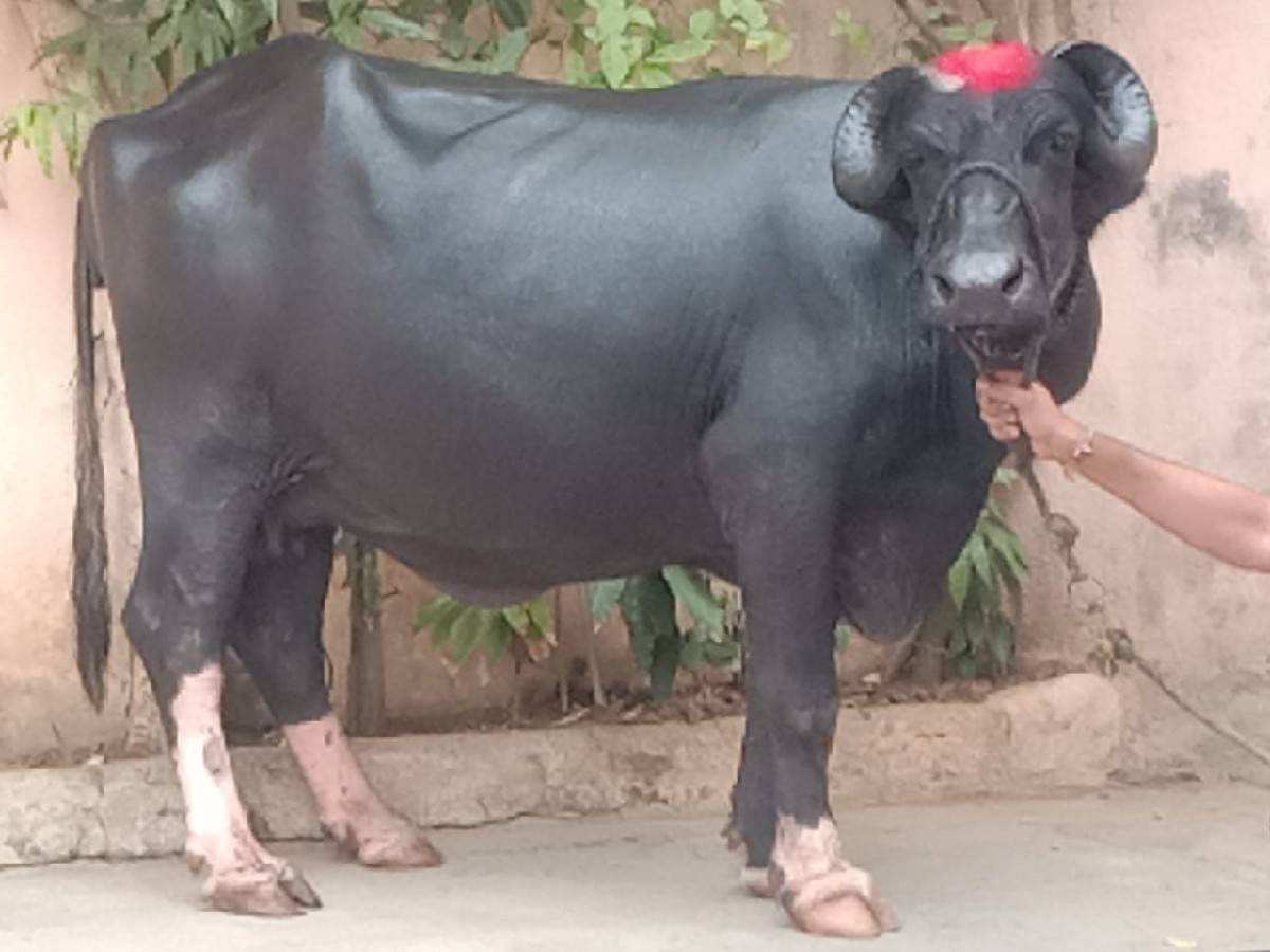 ભેંસ વેચવાનું છે 2 છે