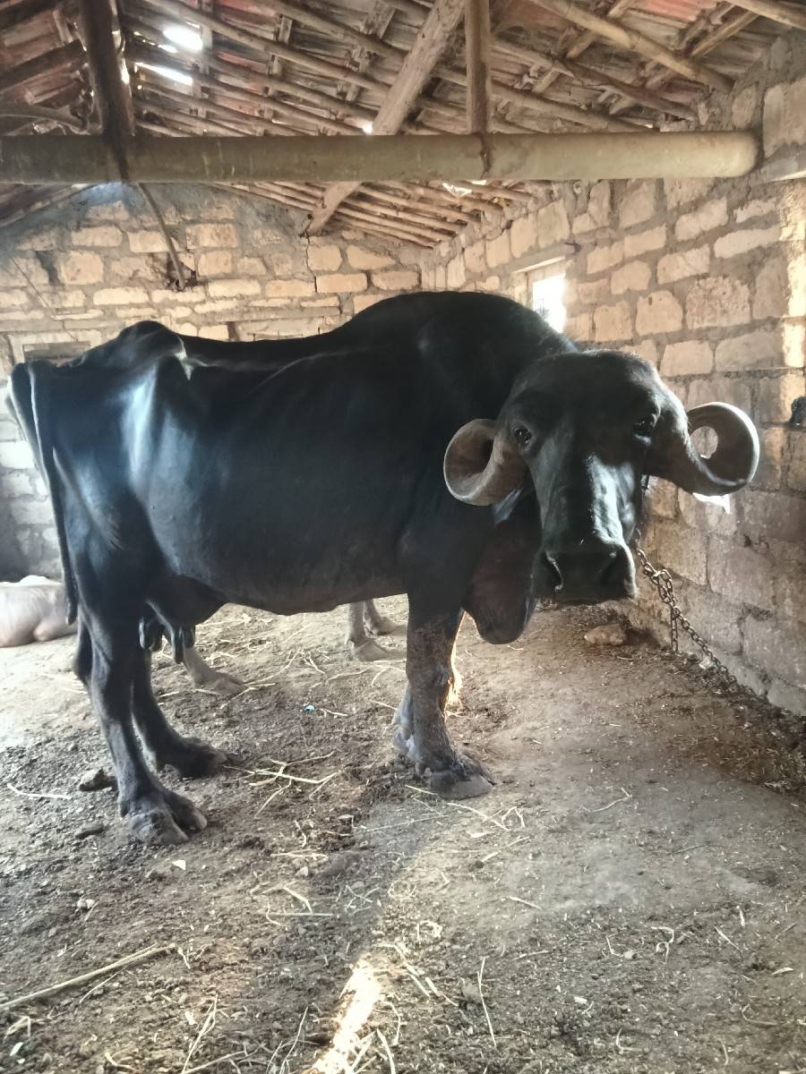 4વેતર