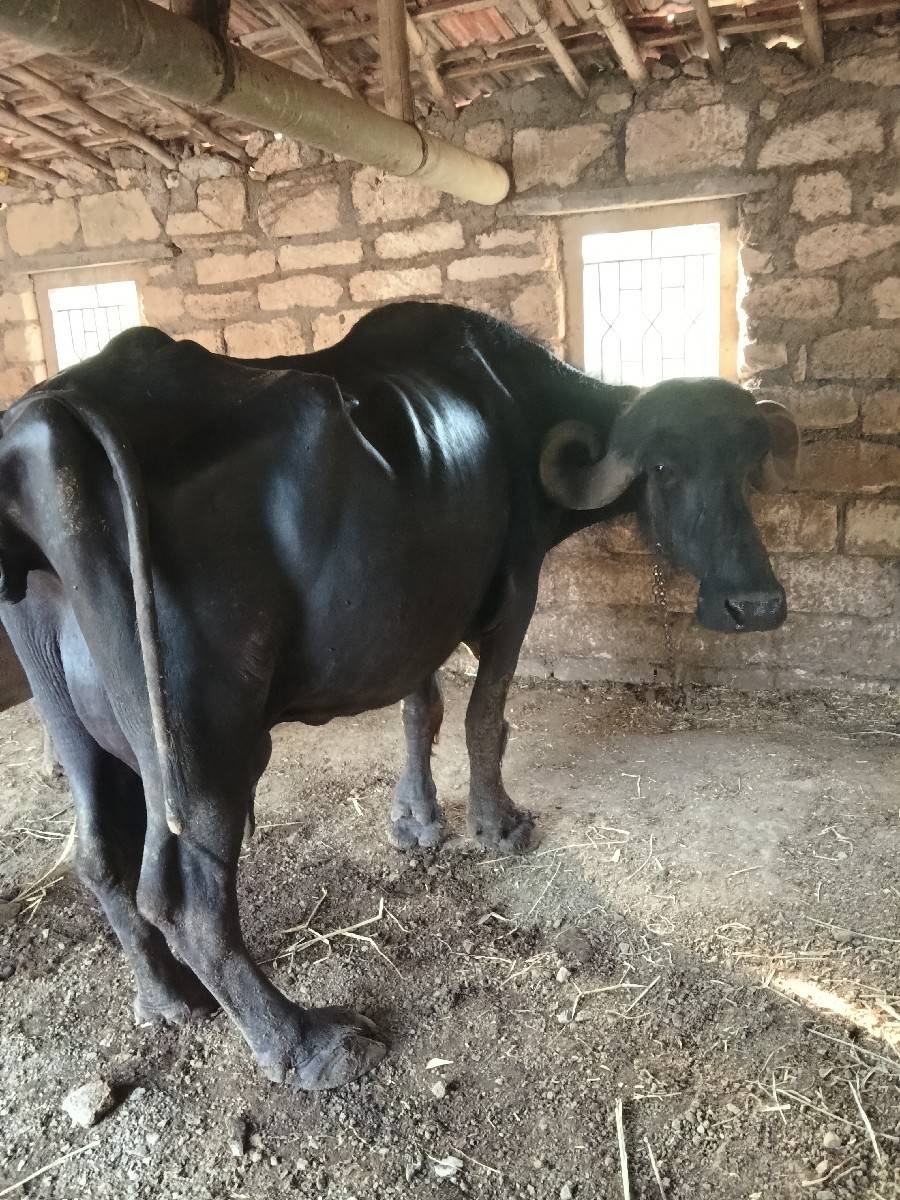 4વેતર