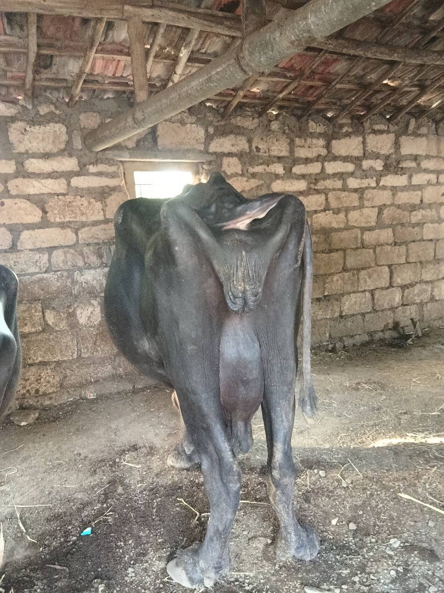 4વેતર