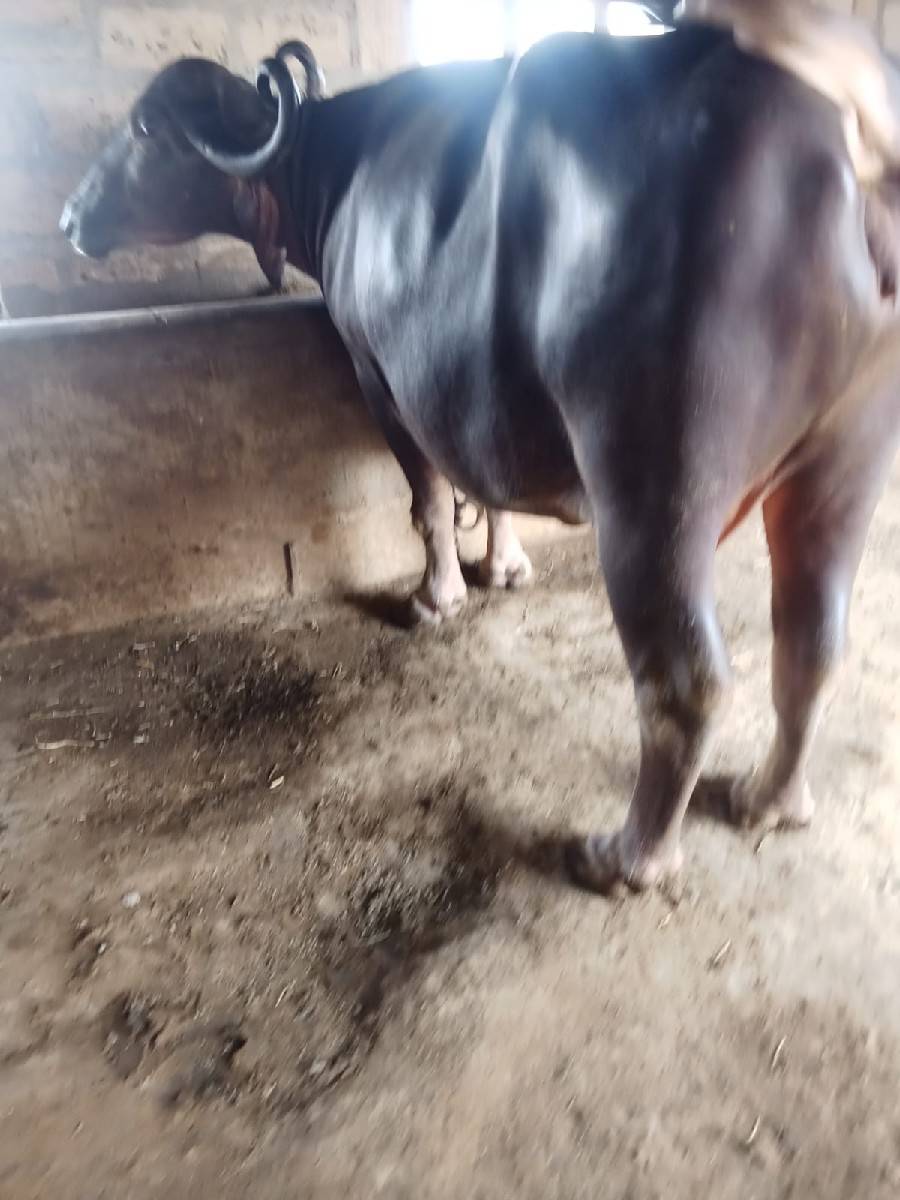 ભેશ વેસવાની છે